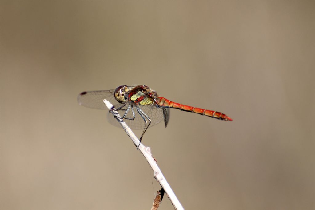 Sympetrum striolatum